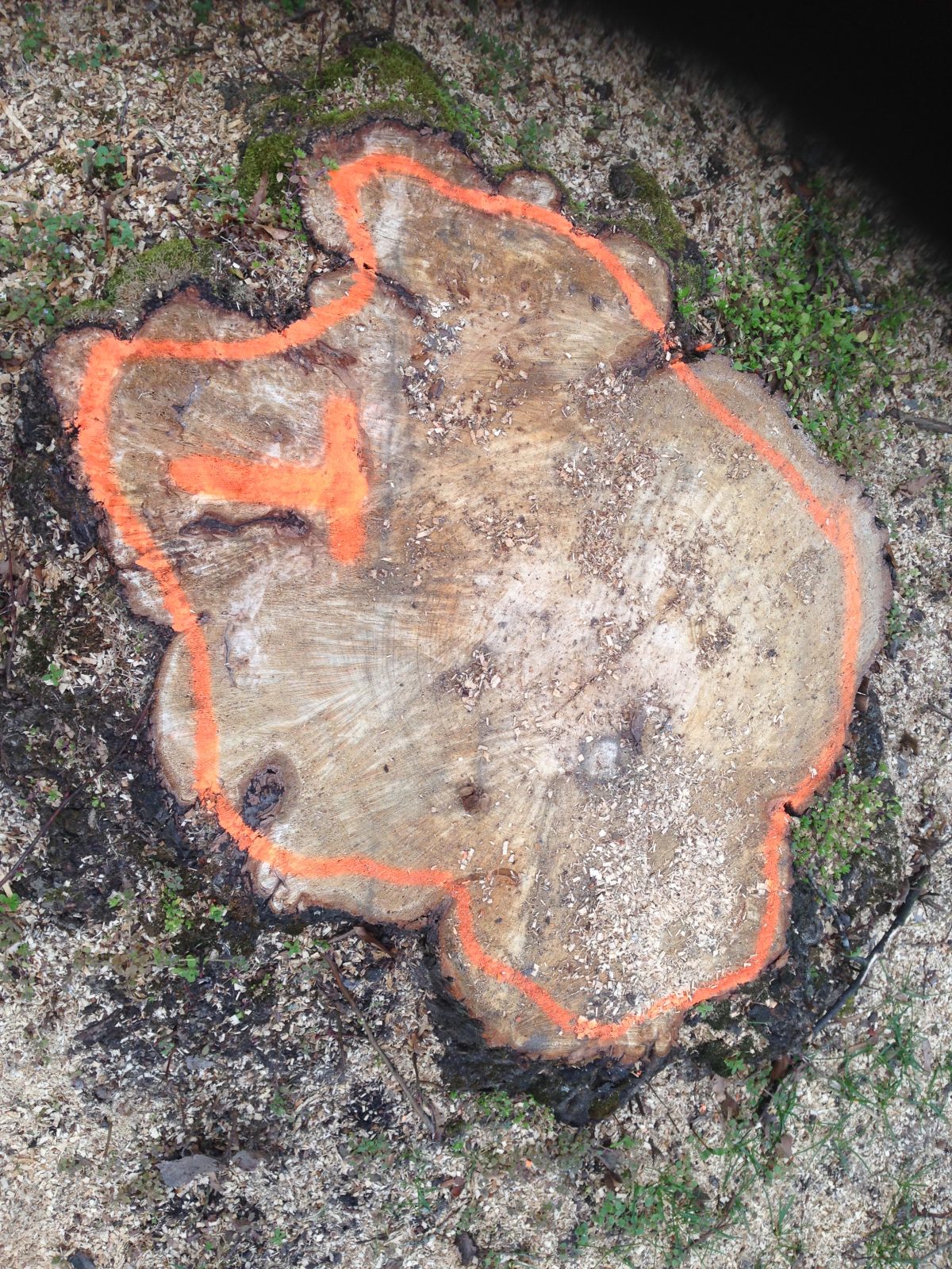Oberfläche eines abgesägten Holzstammes